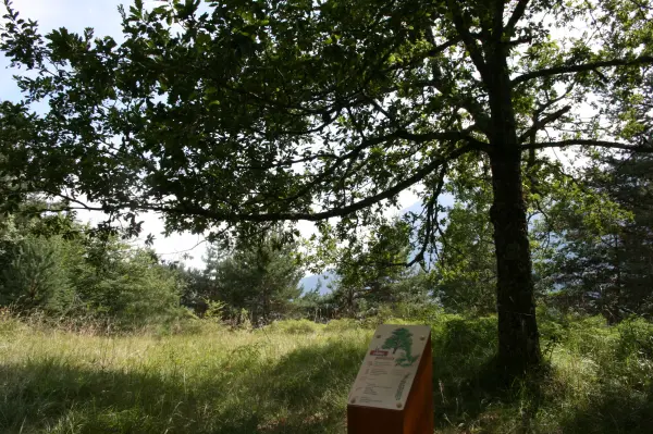 Sentier en forêt