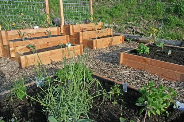 Le petit jardin bio