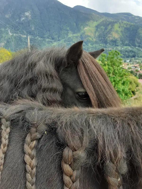 L'Atelier les Chuchoteurs en Herbe - promenade à poneys