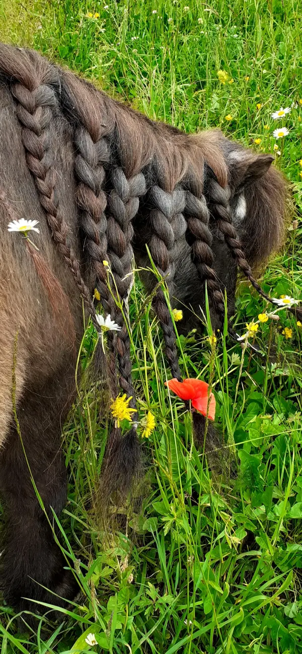 L'Atelier les Chuchoteurs en Herbe - promenade à poneys_Les Carroz-d'Arâches