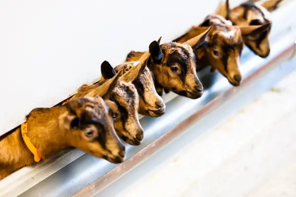 Les chevreaux