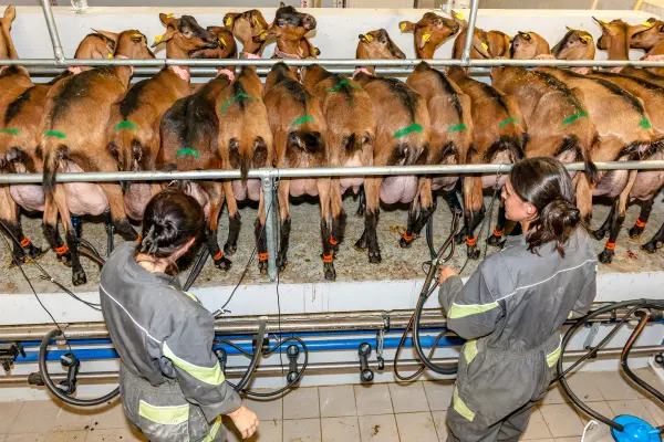 La traite des chèvres