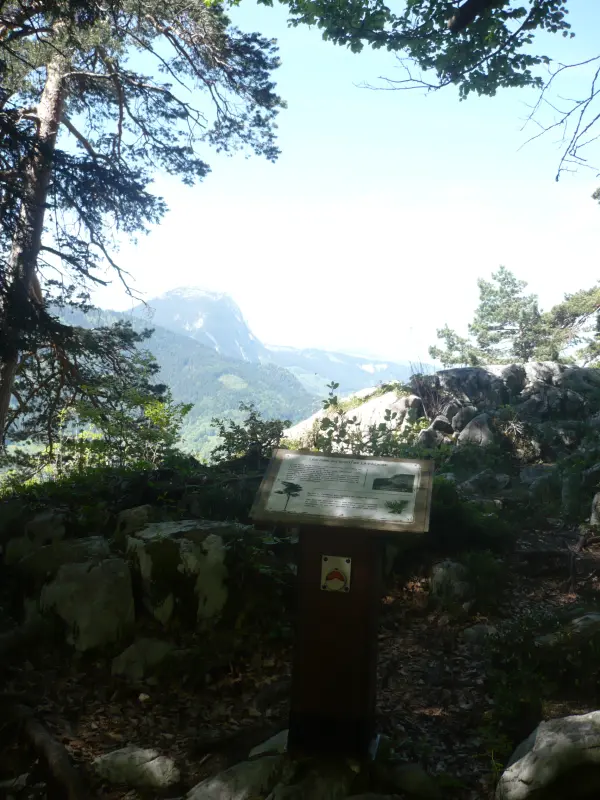 Panorama entre les arbres