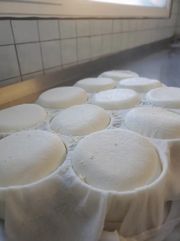 Vente de fromages à la ferme à Ballancy