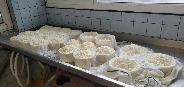 Vente de fromages à la ferme à Ballancy