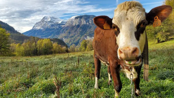 Visite de la Ferme de Ballancy