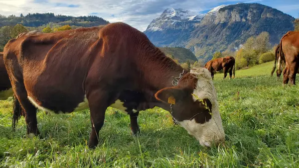Visite de la Ferme de Ballancy