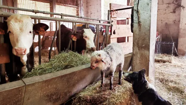Visite de la Ferme de Ballancy