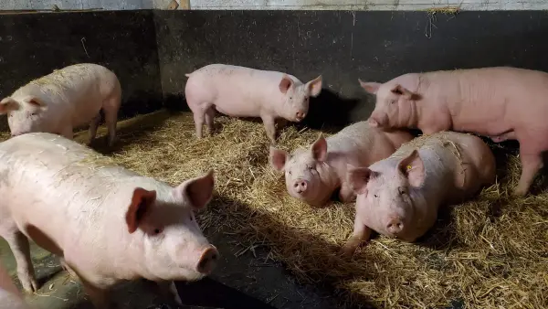 Visite de la Ferme de Ballancy