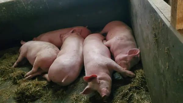 Visite de la Ferme de Ballancy