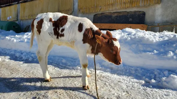 Visite de la Ferme de Ballancy