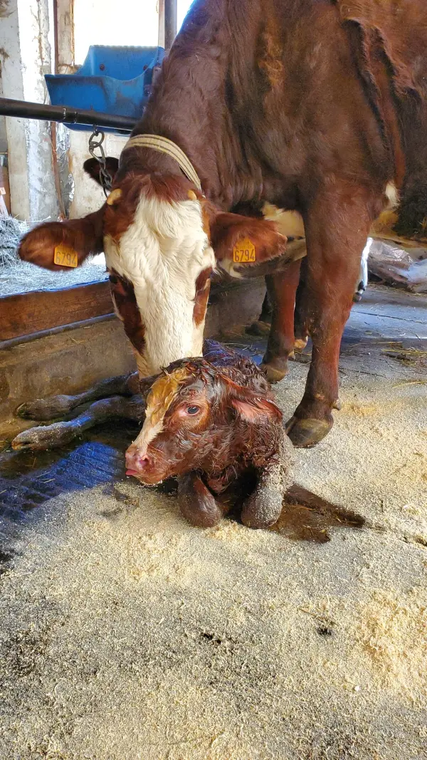 Visite de la Ferme de Ballancy