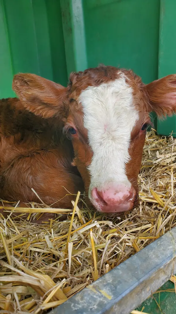 Visite de la Ferme de Ballancy