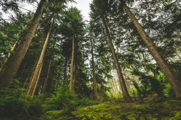 Forêt