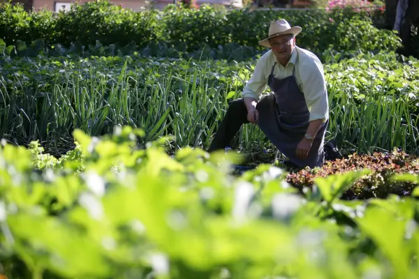 jardin potager