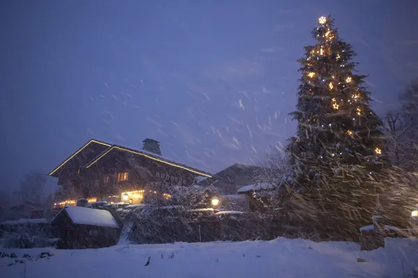 bois prin hiver nuit