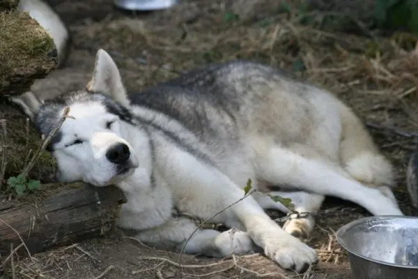 cani rando huskydalen