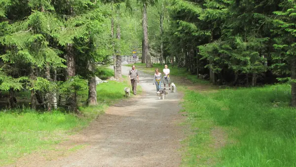cani rando huskydalen