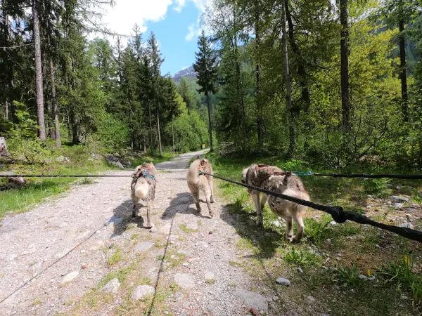 Cani-Rando - Evolution 2