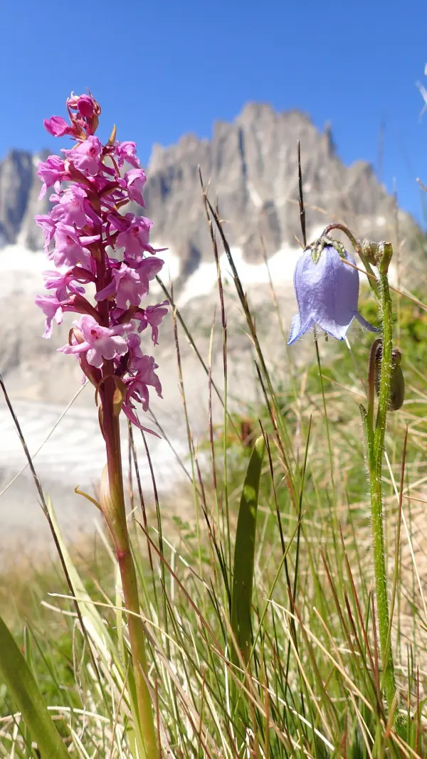 Excursion botanique au Jardin de Talèfre - Compagnie des Guides de Chamonix