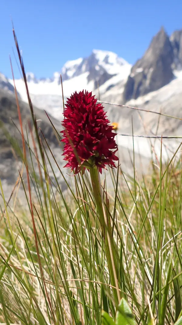 Excursion botanique au Jardin de Talèfre - Compagnie des Guides de Chamonix