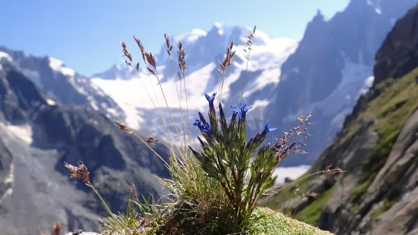 Excursion botanique au Jardin de Talèfre - Compagnie des Guides de Chamonix