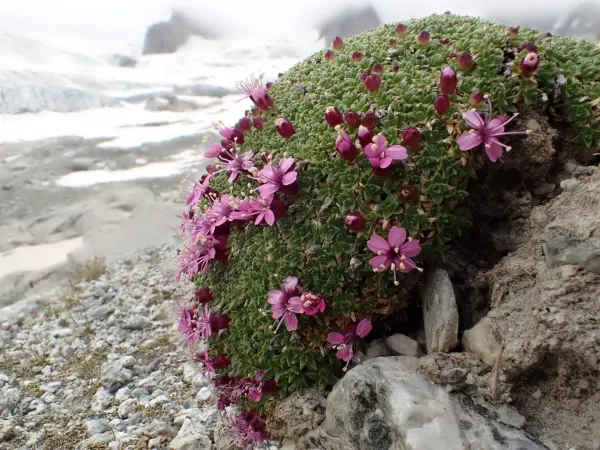 Excursion botanique au Jardin de Talèfre - Compagnie des Guides de Chamonix