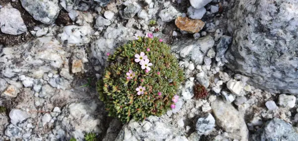 Excursion botanique au Jardin de Talèfre - Compagnie des Guides de Chamonix