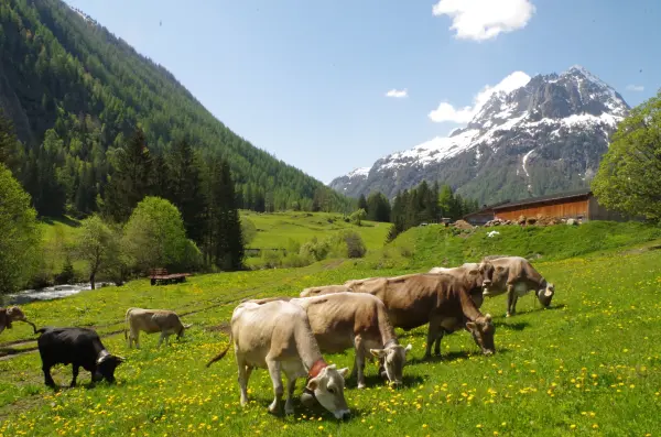 Mont-Blanc Fermes Péda