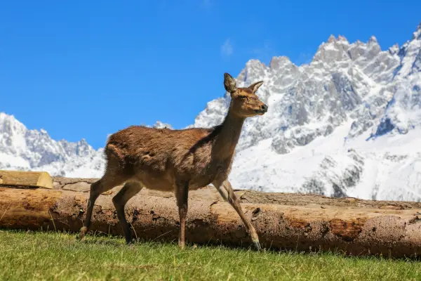 Parc animalier de Merlet
