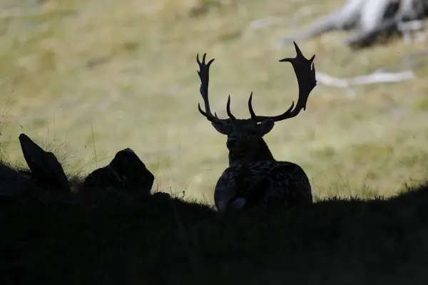Cerf