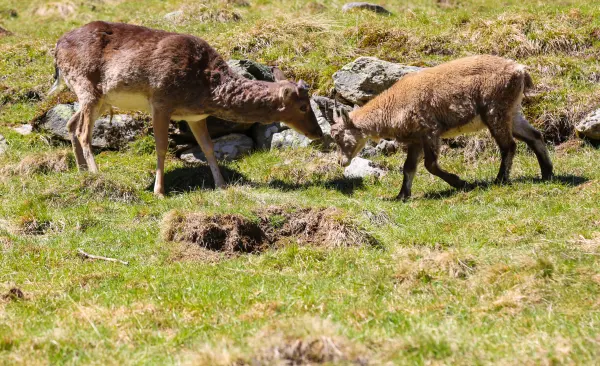 parc animalier merlet
