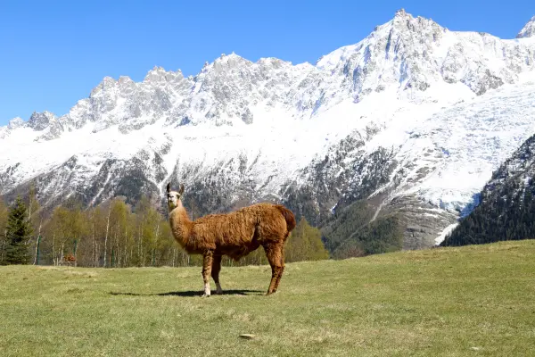 parc animalier merlet - lama