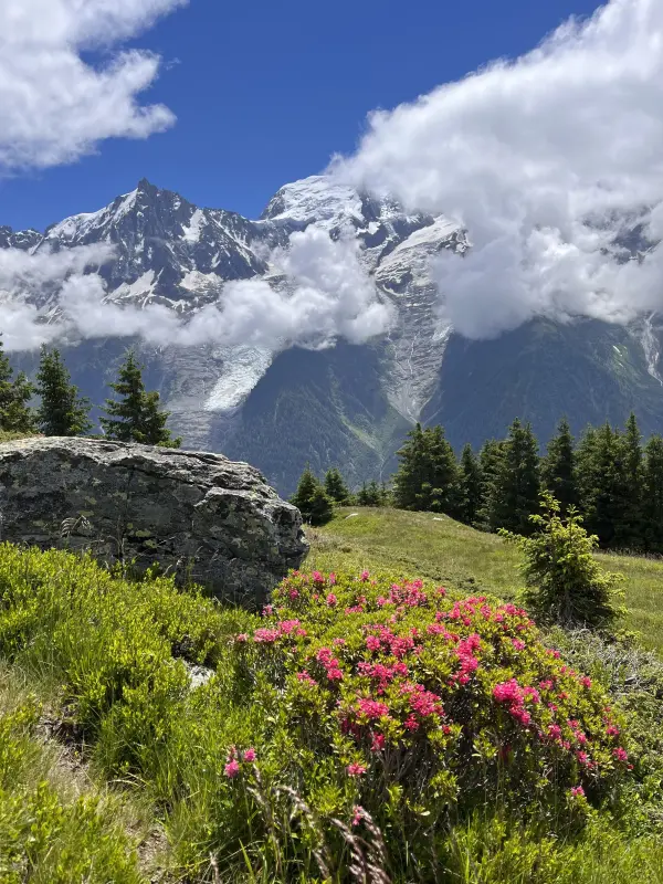 Chailloux en fleurs