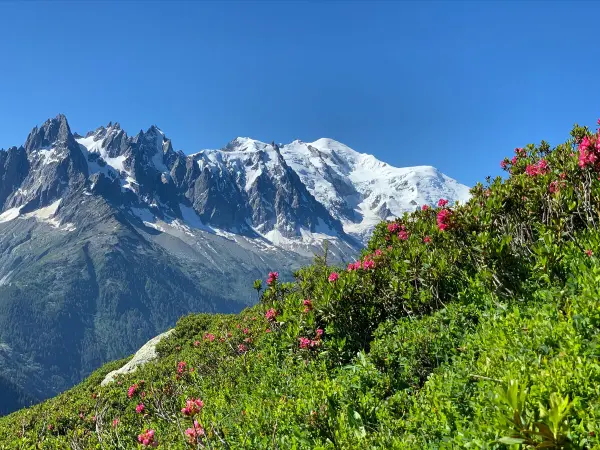 Randonnée Aiguillette d'Argentière