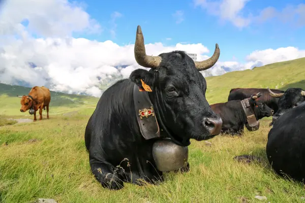 Vache d'Hérens au Col de Balme