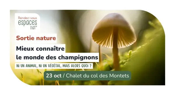 Sortie nature - Mieux connaître le monde des champignons