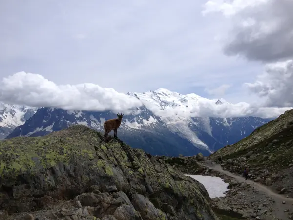 Réserve naturelle des Aiguilles Rouges