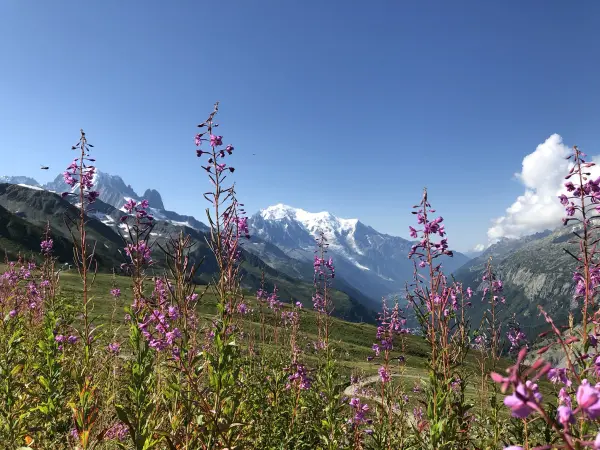 Vue depuis Balme été
