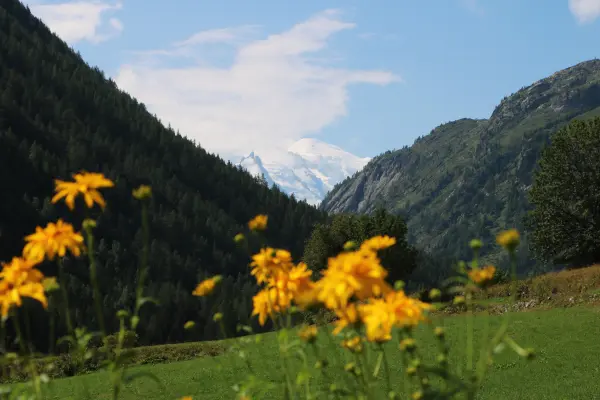 Champ en fleurs à Vallorcine