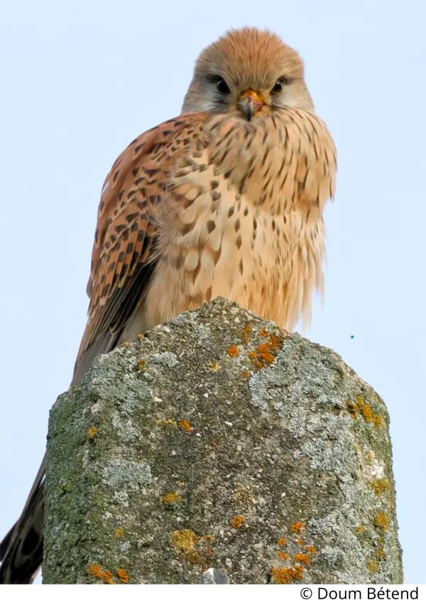 Exposition photo - Les oiseaux d'ici