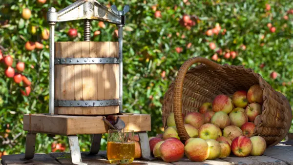 Pressage des pommes