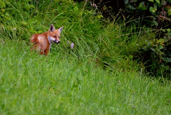 Activité montagne enfant 4-7 ans : Détective Renard