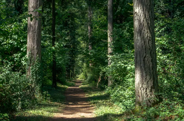 Arboretum de Ripaille