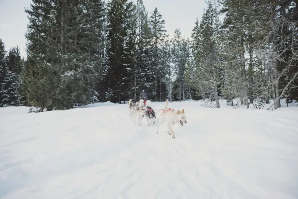 Conduite de chiens de traîneau