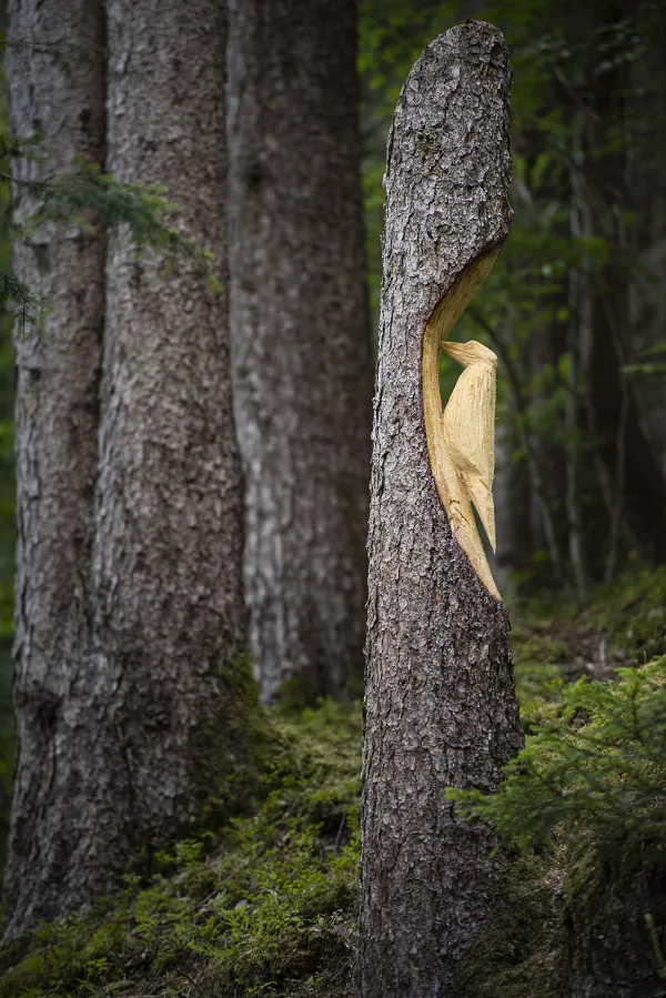 Atelier Les sens de l'arbre
