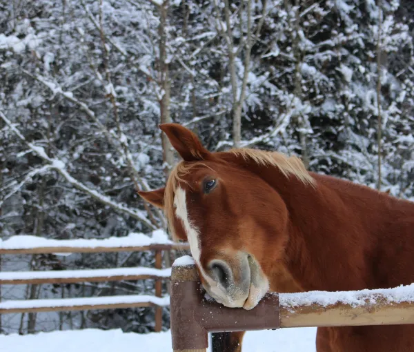 Balade à cheval au Grand-Bornand