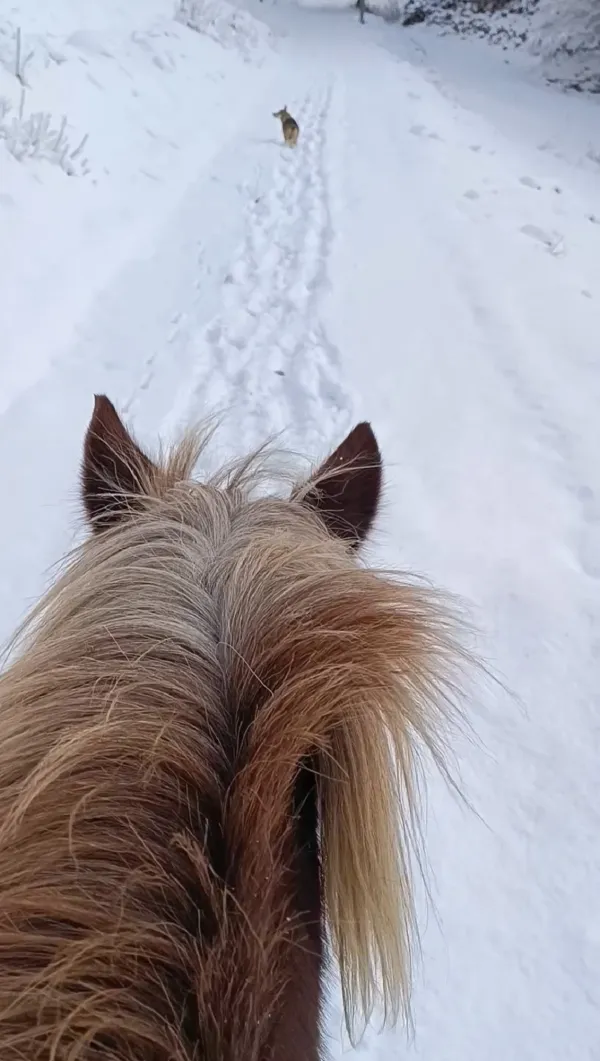 Balade à cheval au Grand-Bornand