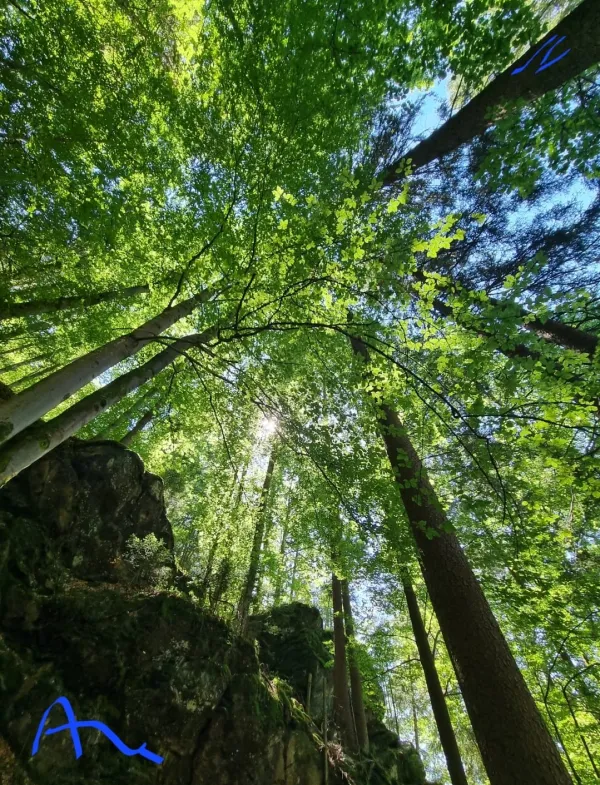 forêt