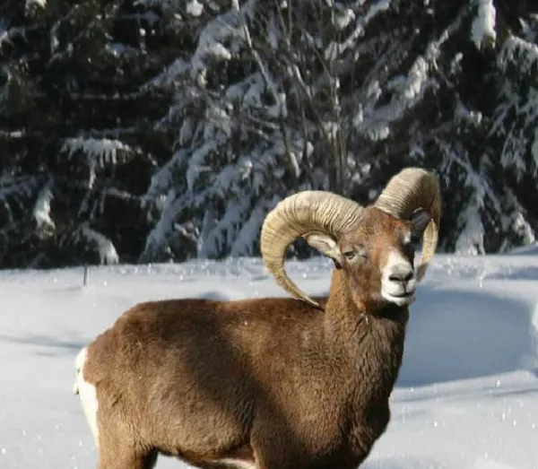 Balade raquettes accompagnée "Les mouflons"